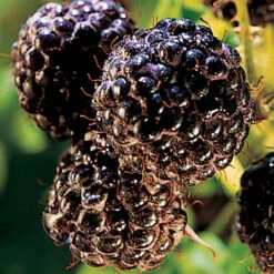 Bristol Black Raspberry