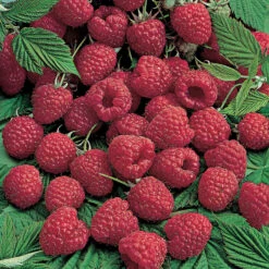Killarney Summer Bearing Raspberry