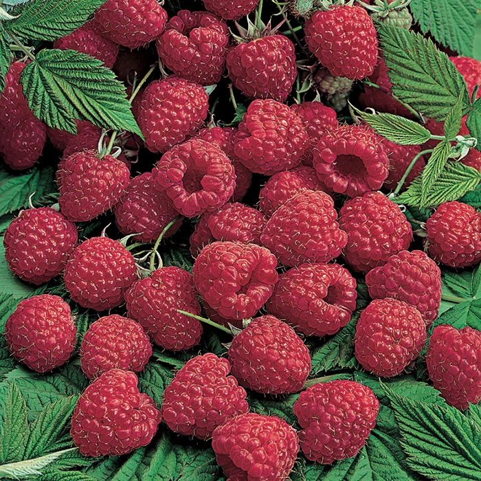 Killarney Summer Bearing Raspberry