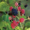 Baby Cakes&reg; Bushel & Berry&reg; Blackberry