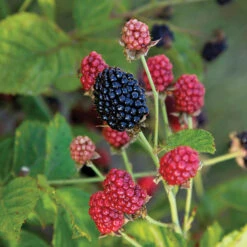 Baby Cakes® Bushel & Berry® Blackberry