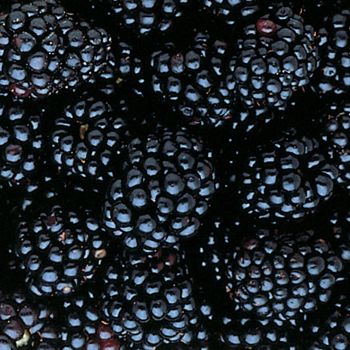 Triple Crown Thornless Blackberry