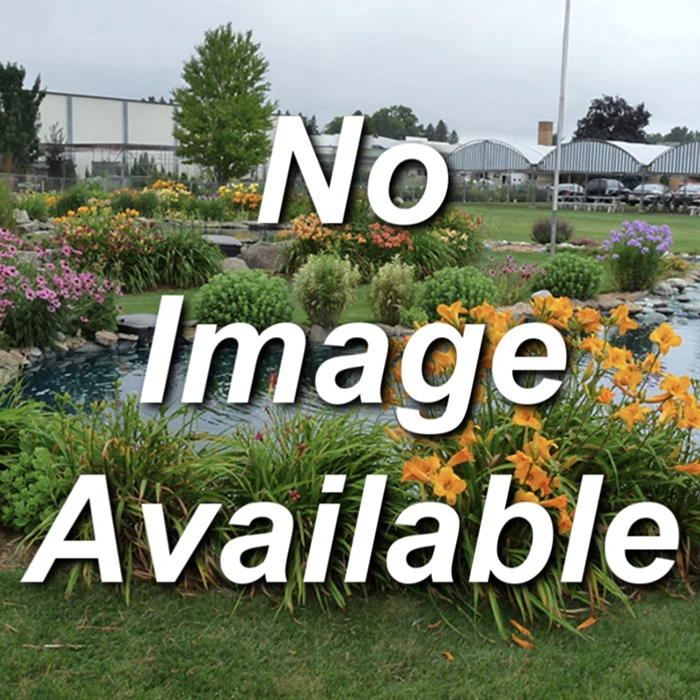 Honey Bee Canadian Haskap