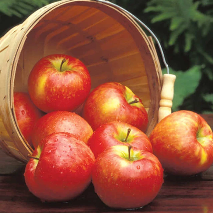 Honeycrisp™ Standard Apple