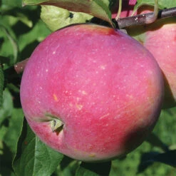 Prairie Magic® Standard Apple