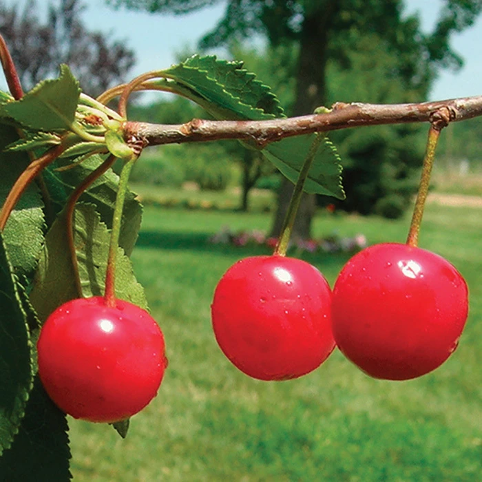 Montmorency Dwarf Pie Cherry