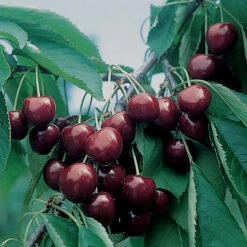 BlackGold™ Dwarf Sweet Cherry