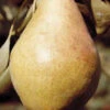Bartlett Standard Pear