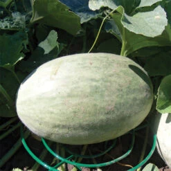 Melon Cradle