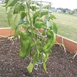 Pepper/Eggplant Supports