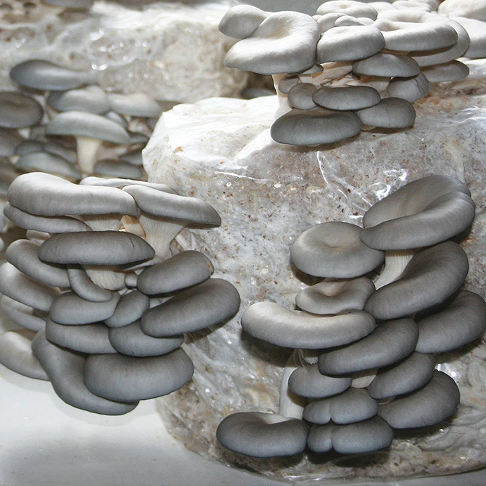 Tabletop Farm™ Oyster Mushroom Kit