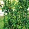 Jung Jumbo Green Tomato Cages
